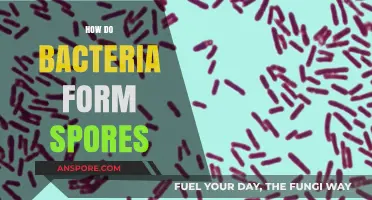 Understanding Bacterial Sporulation: How and Why Bacteria Form Spores