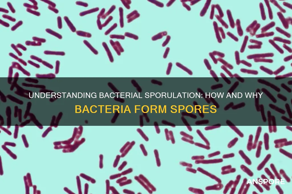 how do bacteria form spores