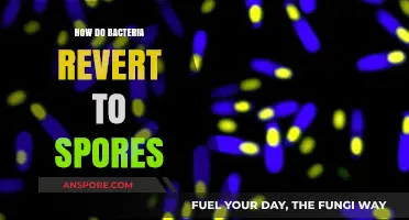 Bacterial Survival Tactics: Understanding How Bacteria Transform into Spores