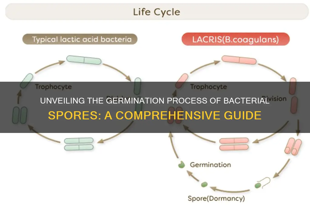 how do bacterial spores germinate