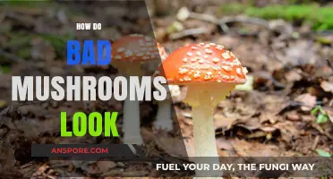 Identifying Toxic Mushrooms: Visual Clues to Spot Dangerous Fungi