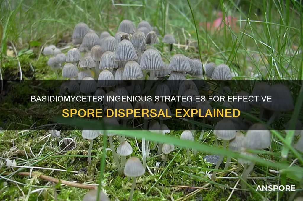 how do basidiomycetes disperse spores