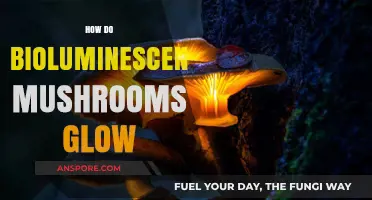 Bioluminescent Mushrooms: Unlocking Nature's Glowing Mystery