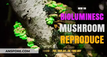 Bioluminescent Mushrooms: Reproductive Secrets Unveiled