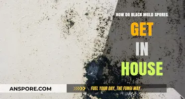 Understanding How Black Mold Spores Enter and Spread in Homes