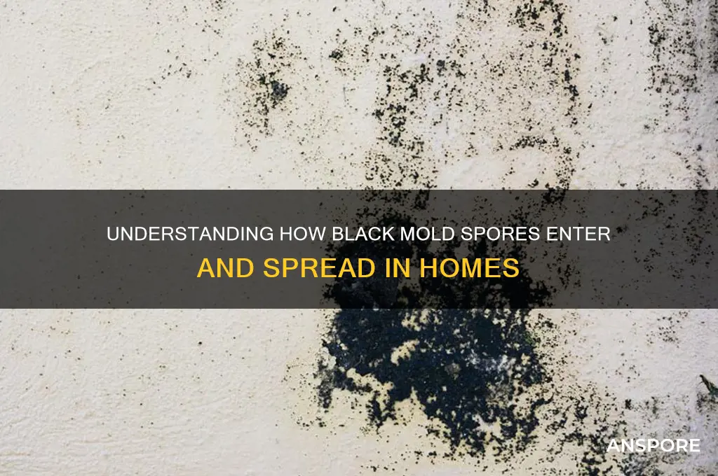 how do black mold spores get in house