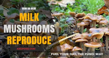 Blue Milk Mushrooms: Reproductive Strategies and Life Cycle