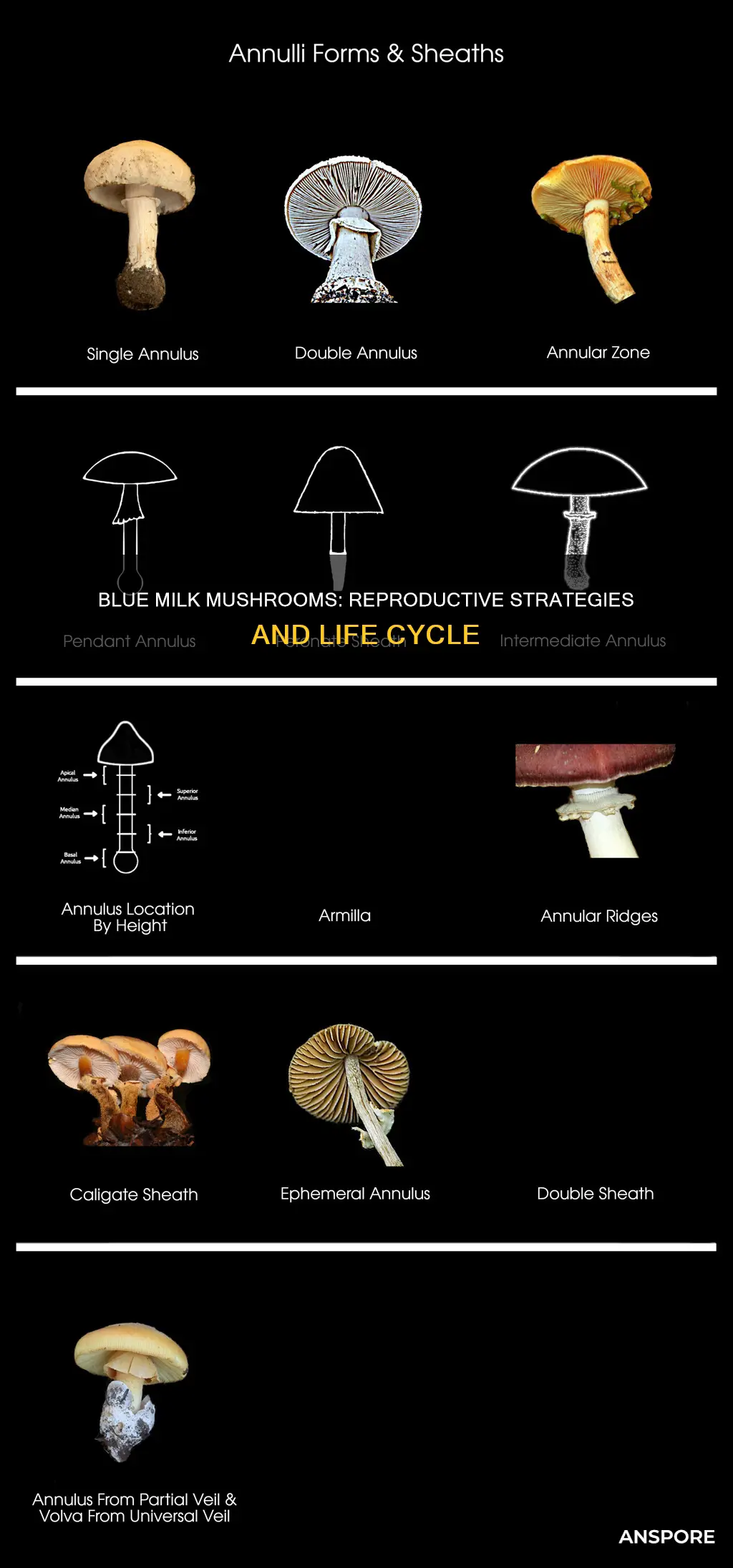 how do blue milk mushrooms reproduce