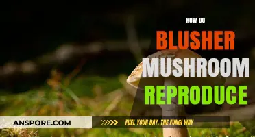 Blusher Mushrooms: Reproduction and Life Cycle Explained
