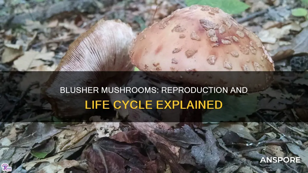how do blusher mushrooms reproduce