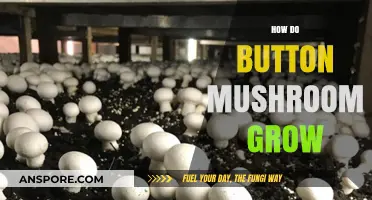 Unveiling the Fascinating Growth Process of Button Mushrooms