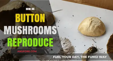 Mushroom Reproduction: The Magic of Button Spores