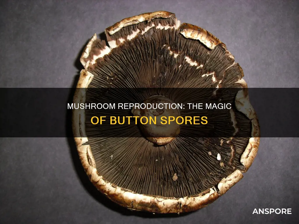 how do button mushrooms reproduce