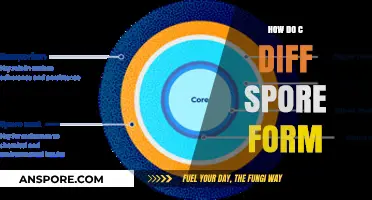 Understanding C. Diff Spore Formation: A Comprehensive Guide to Its Process