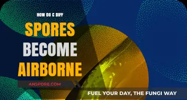 How C. Diff Spores Become Airborne: Understanding Transmission Risks