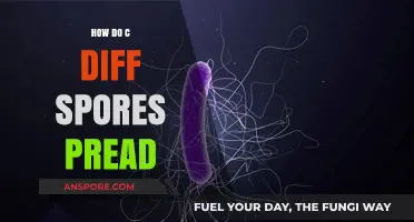 Understanding C. Diff Spore Transmission: Routes, Risks, and Prevention Strategies