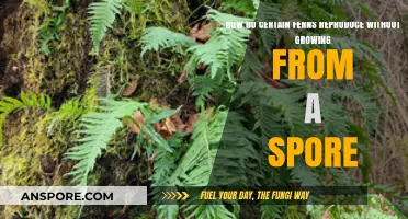 Ferns Unveiled: Exploring Asexual Reproduction Beyond Spores