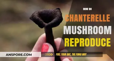 Chanterelle Mushrooms: Reproduction and Life Cycle Explained