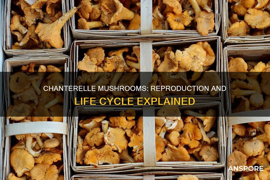 how do chanterelle mushrooms reproduce