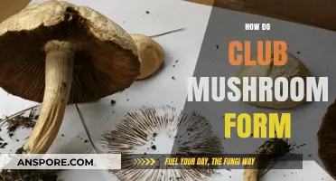 Mushroom Magic: Club Formation Explained