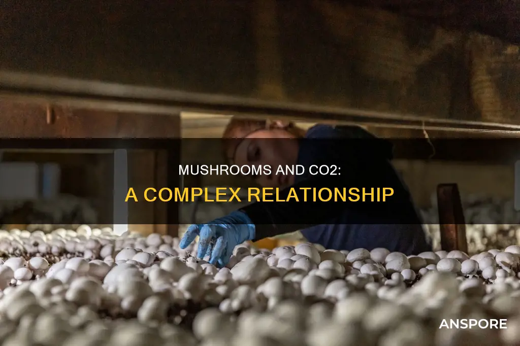 how do co2 affect mushrooms produce
