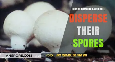 Unveiling Earth Balls' Clever Strategies for Effective Spore Dispersal