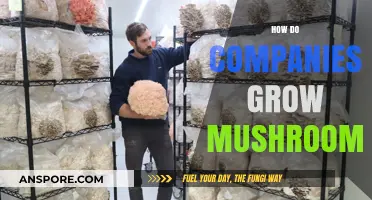 Innovative Techniques for Cultivating and Scaling Mushroom Production in Businesses