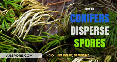 Conifer Spore Dispersal: Unveiling Nature's Ingenious Seed Scattering Strategies