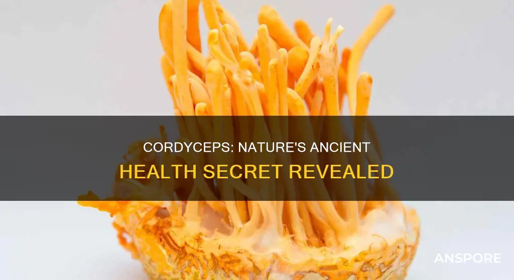 how do cordycep mushrooms help our health