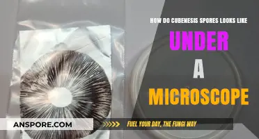 Exploring the Microscopic World: What Cubensis Spores Look Like Up Close