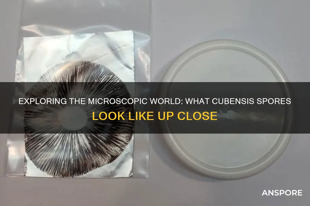 how do cubenesis spores looks like under a microscope