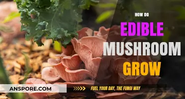Understanding the Natural Cultivation Process of Edible Mushrooms