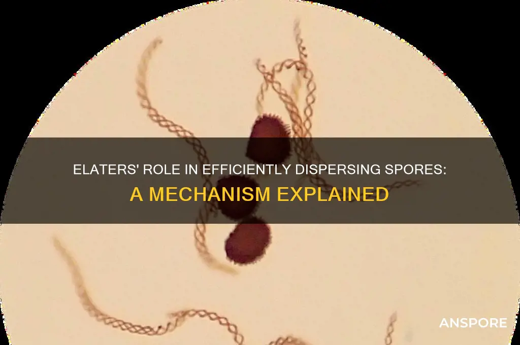 how do elaters aid in the dispersal of spores
