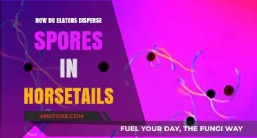 Horsetail Spores: Elator Mechanisms for Efficient Wind Dispersal Explained