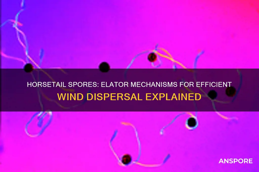how do elators disperse spores in horsetails