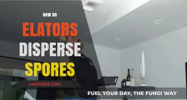 Elevators' Role in Fungal Spores Dispersal: A Hidden Mechanism Explained