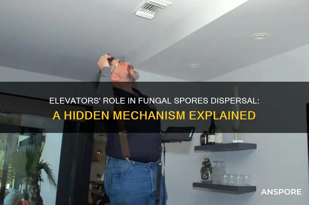 how do elators disperse spores