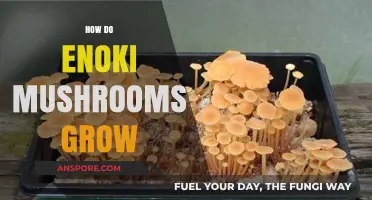Growing Enoki Mushrooms: A Step-by-Step Guide to Cultivation