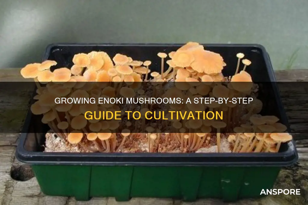 how do enoki mushrooms grow