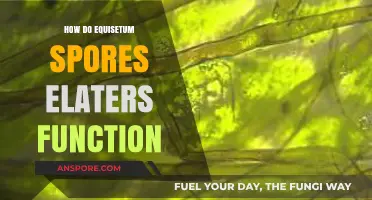 Equisetum Spores' Elaters: Unveiling Their Unique Function and Mechanism