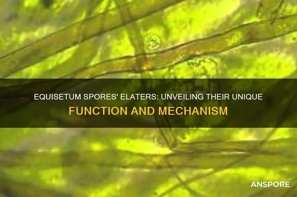 how do equisetum spores elaters function