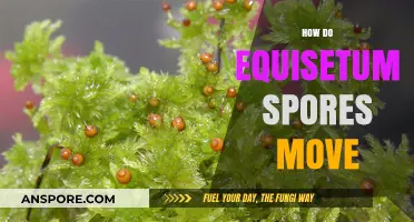 How Equisetum Spores Travel: Unveiling Their Unique Movement Mechanisms