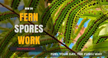 Unveiling the Fascinating World of Fern Spores: How They Work