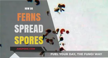 Unveiling Ferns' Spore Dispersal: Nature's Ingenious Propagation Strategies Explained