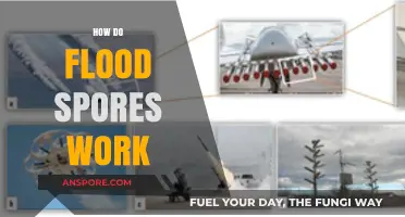 Understanding Flood Spores: Mechanisms, Spread, and Impact Explained