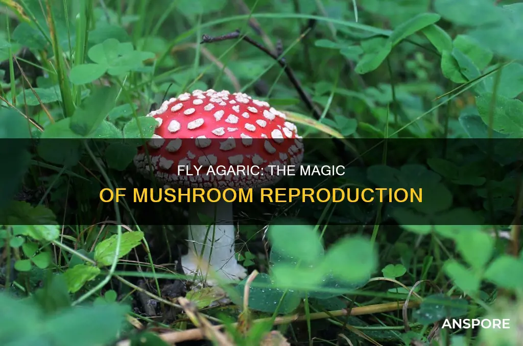 how do fly agaric mushrooms reproduce