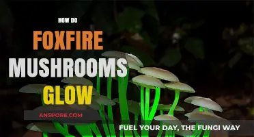 Foxfire Mushrooms: Glowing in the Dark