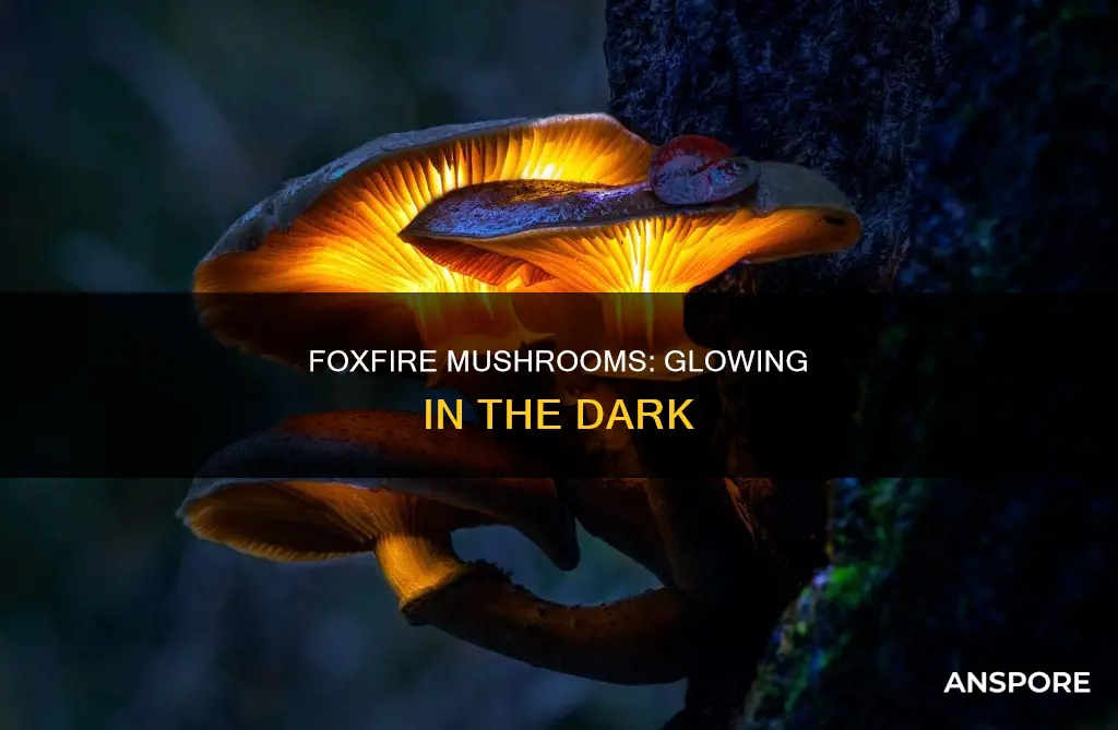 how do foxfire mushrooms glow