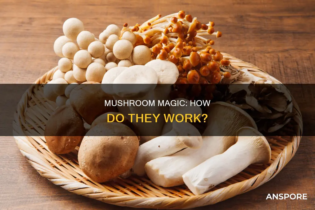 how do functional mushrooms work