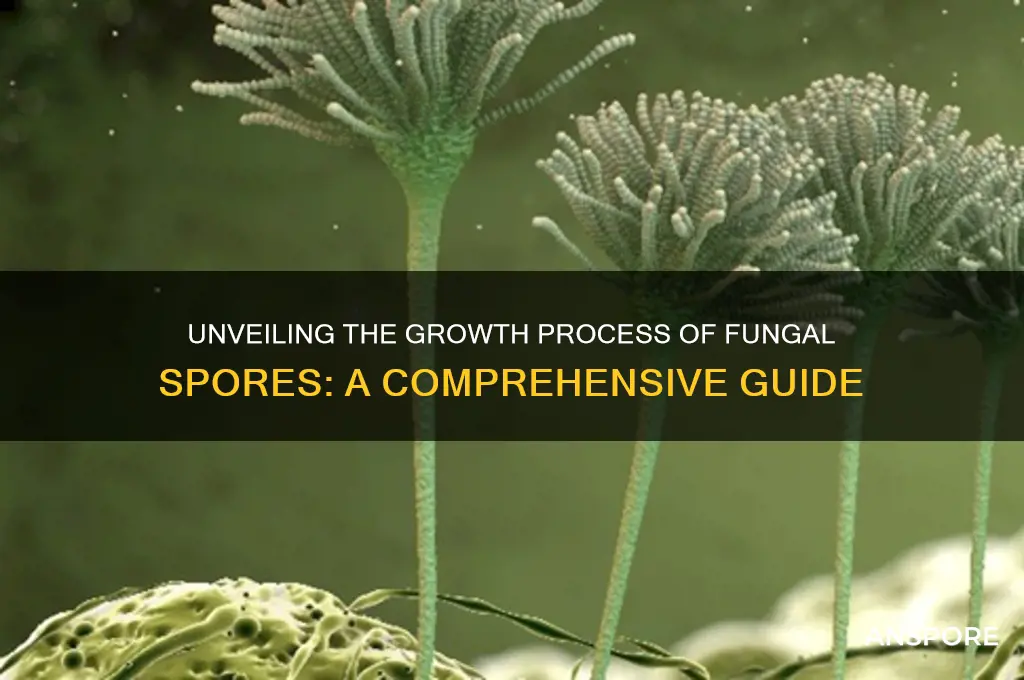 how do fungal spores grow